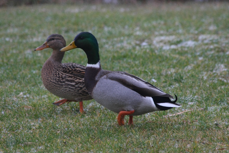 Monsieur et Madame.JPG